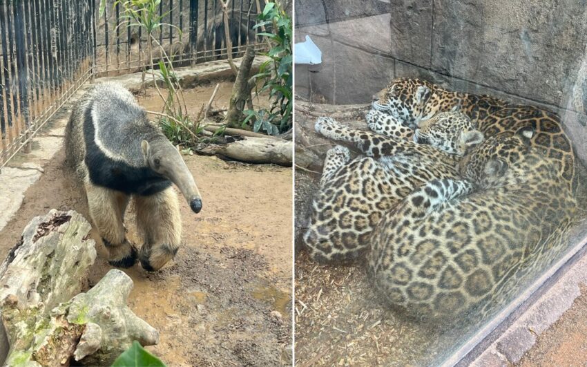 【沖繩兒童王國】親子必去沖繩景點！動物園＆遊樂園攻略，門票優惠/園區地圖/交通資訊