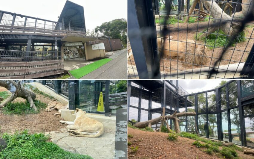 【沖繩兒童王國】親子必去沖繩景點！動物園＆遊樂園攻略，門票優惠/園區地圖/交通資訊