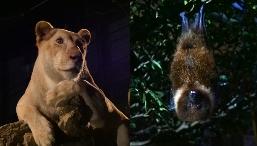 【沖繩兒童王國】親子必去沖繩景點！動物園＆遊樂園攻略，門票優惠/園區地圖/交通資訊