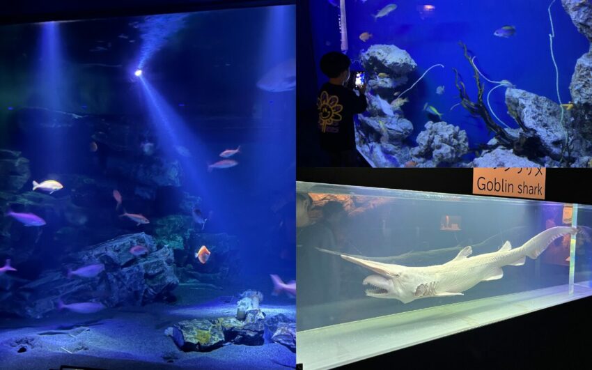 【沖繩美麗海水族館】黑潮之海鯨鯊餵食秀！門票交通＆各區亮點全攻略