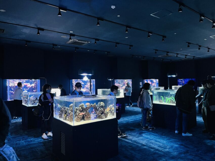 【沖繩DMM水族館】超夯餵食體驗、必玩重點、門票交通,DMM Kariyushi水族館全攻略! 【沖繩DMM水族館】超夯餵食體驗、必玩重點、門票交通,DMM Kariyushi水族館全攻略!