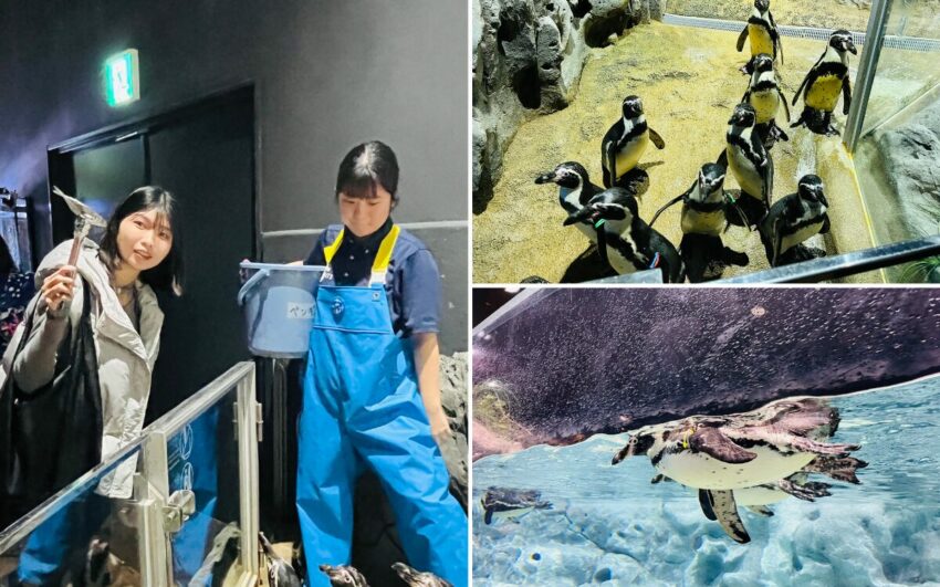 【沖繩DMM水族館】超夯餵食體驗、必玩重點、門票交通,DMM Kariyushi水族館全攻略! 【沖繩DMM水族館】超夯餵食體驗、必玩重點、門票交通,DMM Kariyushi水族館全攻略!