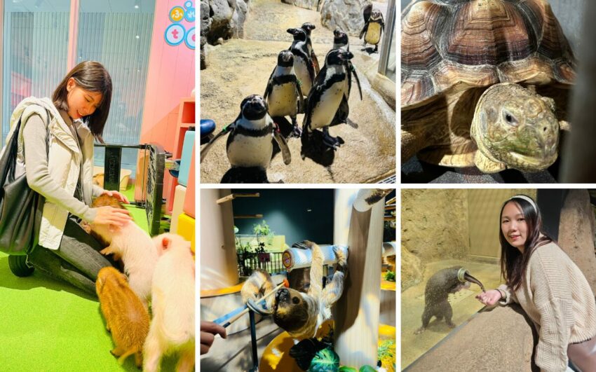 【沖繩水族館】沖繩必去兩大水族館：美麗海沖繩水族館＆DMM水族館全攻略！