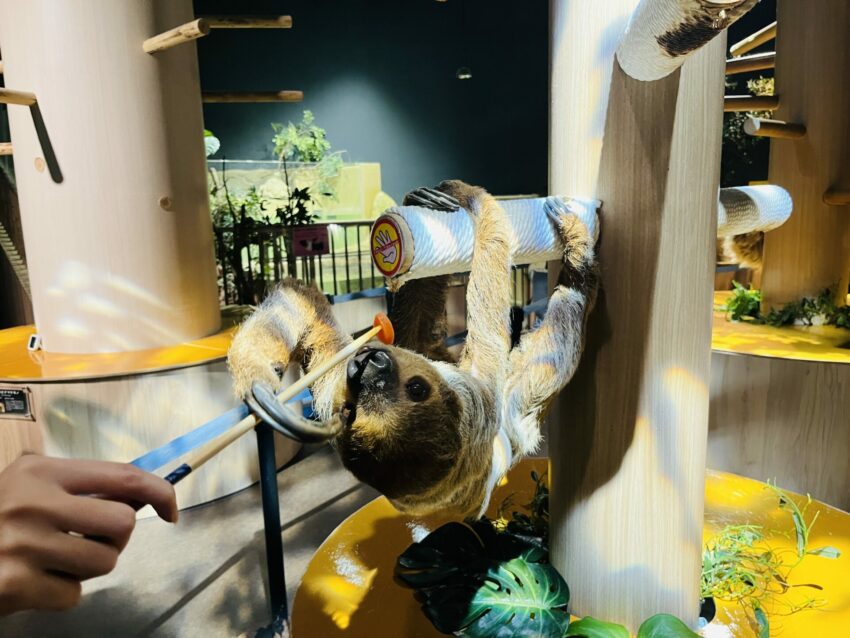 【沖繩DMM水族館】超夯餵食體驗、必玩重點、門票交通,DMM Kariyushi水族館全攻略! 【沖繩DMM水族館】超夯餵食體驗、必玩重點、門票交通,DMM Kariyushi水族館全攻略!