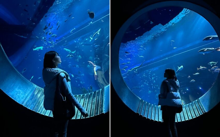 【沖繩水族館】兩大水族館怎麼選？沖繩美麗海水族館＆DMM水族館門票/表演全比較！