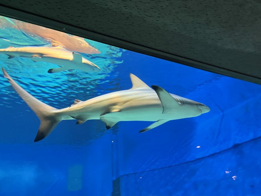 【沖繩美麗海水族館】黑潮之海鯨鯊餵食秀！門票交通＆各區亮點全攻略