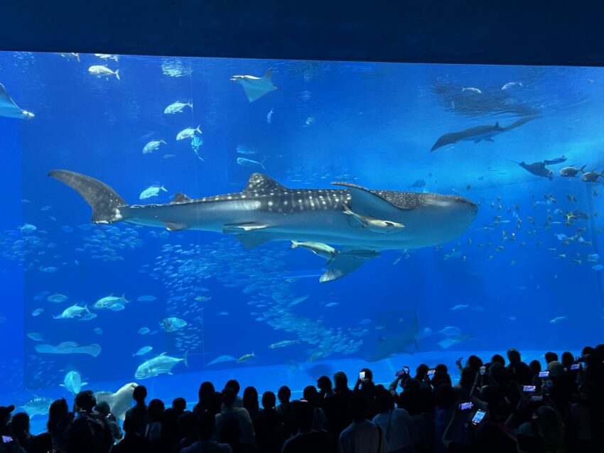 【沖繩水族館】沖繩必去兩大水族館：美麗海沖繩水族館＆DMM水族館全攻略！