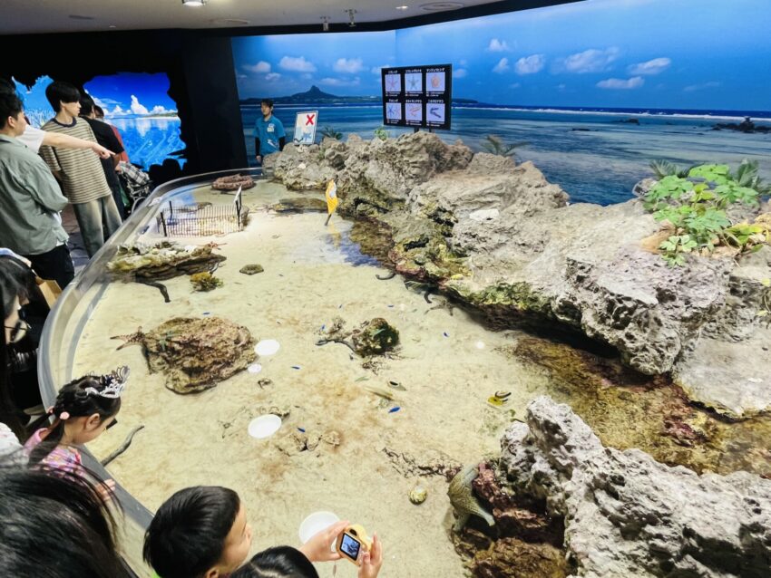 【沖繩美麗海水族館】黑潮之海鯨鯊餵食秀！門票交通＆各區亮點全攻略