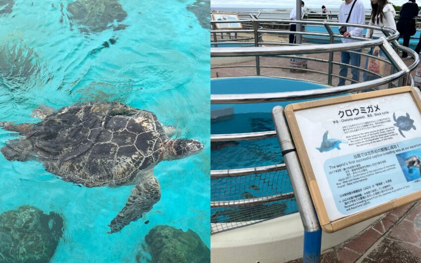 【沖繩美麗海水族館】黑潮之海鯨鯊餵食秀！門票交通＆各區亮點全攻略