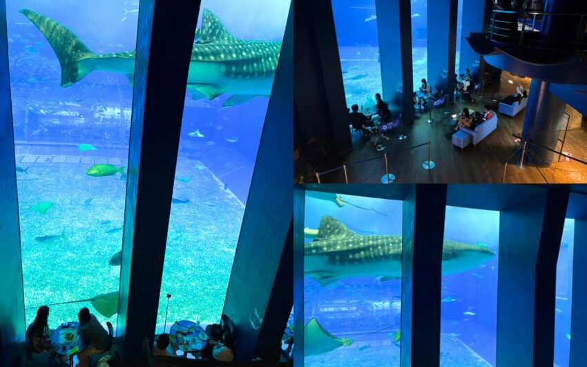 【沖繩美麗海水族館】黑潮之海鯨鯊餵食秀！門票交通＆各區亮點全攻略