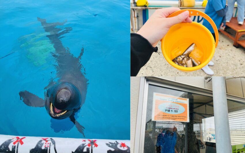 【沖繩美麗海水族館】黑潮之海鯨鯊餵食秀！門票交通＆各區亮點全攻略