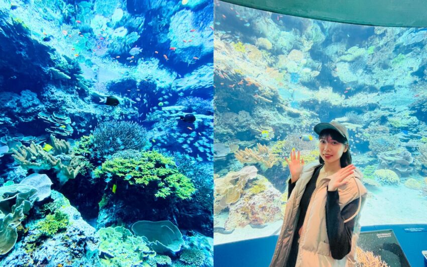 【沖繩美麗海水族館】黑潮之海鯨鯊餵食秀！門票交通＆各區亮點全攻略