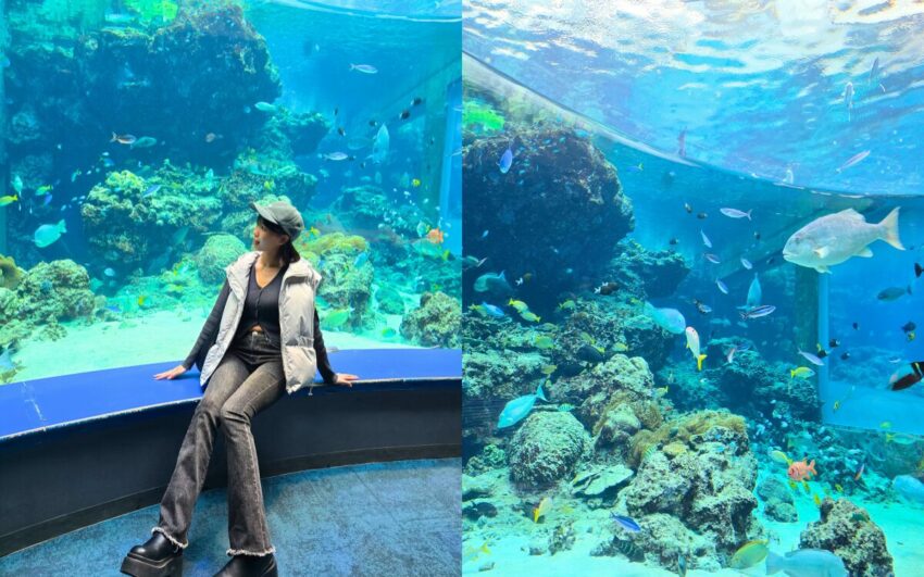 【沖繩水族館】沖繩必去兩大水族館：美麗海沖繩水族館＆DMM水族館全攻略！