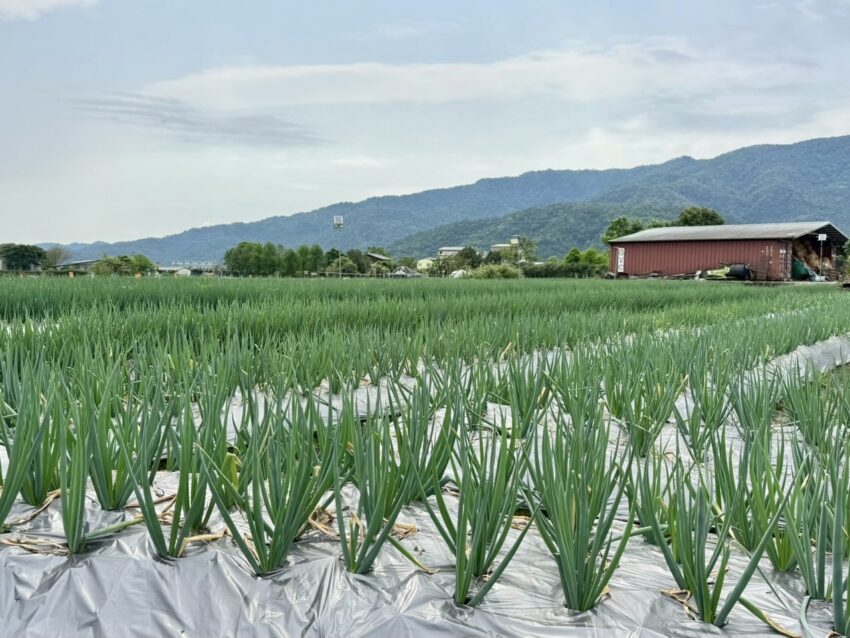 【初咪體驗農場】一日遊｜宜蘭親子景點推薦，體驗拔蔥與手作蔥麵包