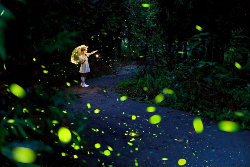 台中賞螢景點｜台中螢火蟲季開跑，推薦5個夢幻賞螢秘境