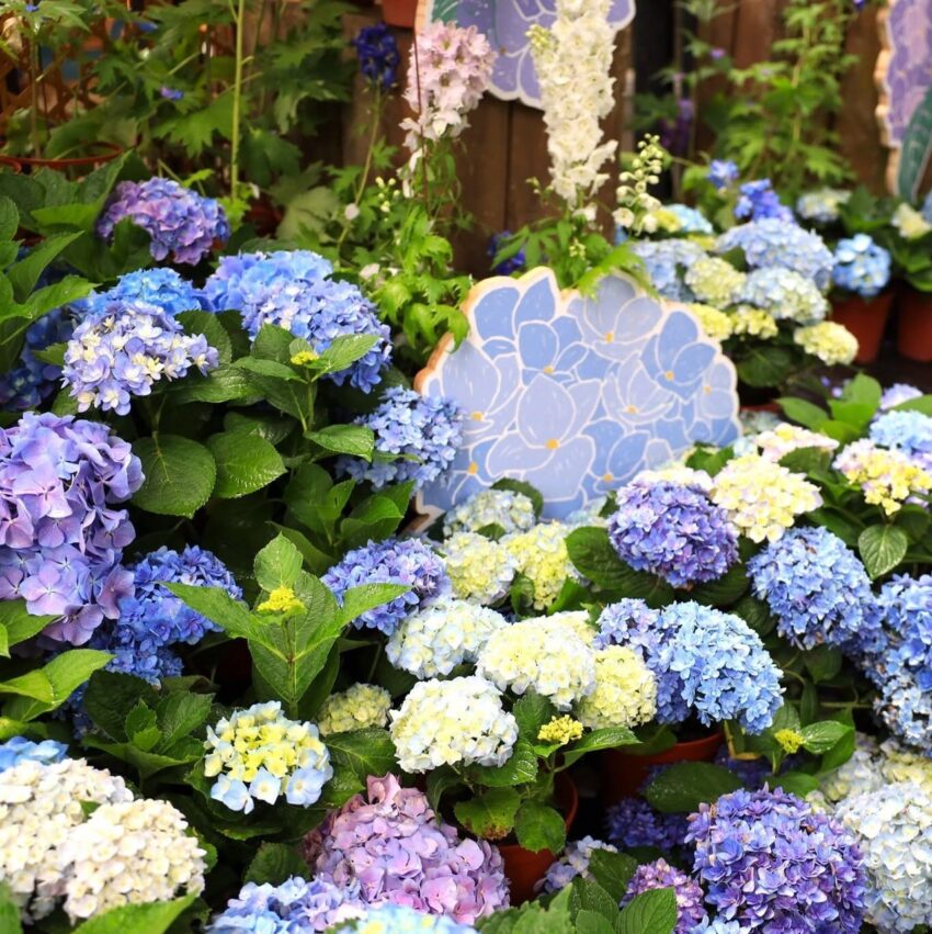 台中賞螢景點｜台中螢火蟲季開跑，推薦5個夢幻賞螢秘境