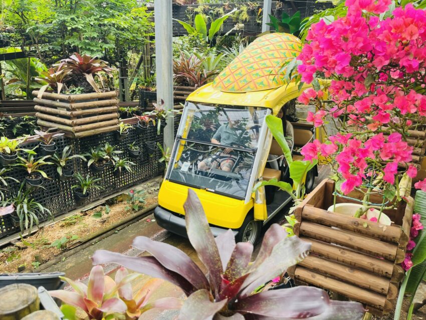 【沖繩名護鳳梨園攻略】超萌鳳梨遊園車、必去恐龍園區！門票優惠/美食/附近景點懶人包