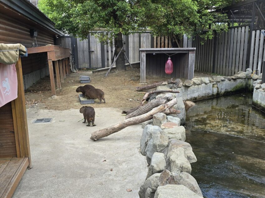 【Xpark水族館】全新活動搶先看!桃園水族館必逛展區/如何購票/美食餐廳/夜宿懶人包 【Xpark水族館】全新活動搶先看!桃園水族館必逛展區/如何購票/美食餐廳/夜宿懶人包