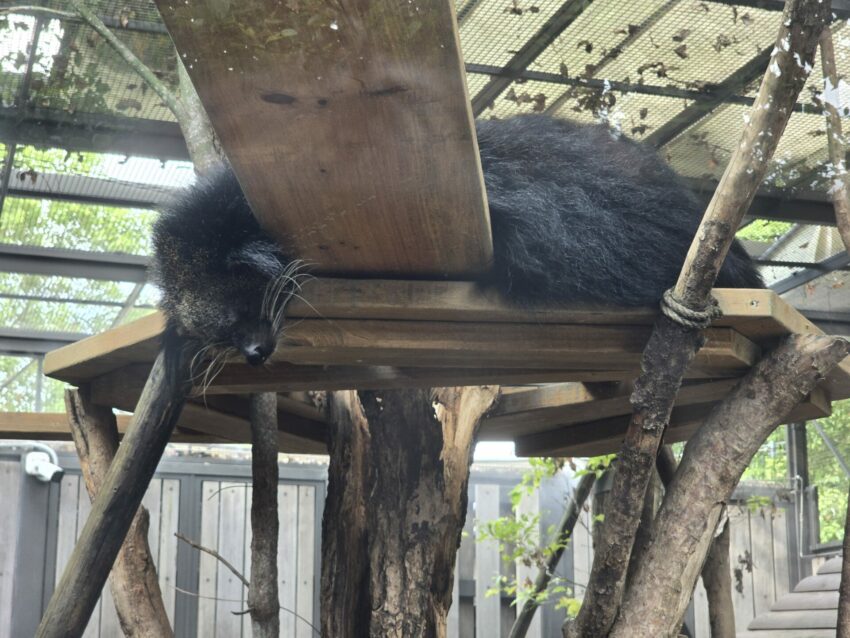 【Xpark水族館】全新活動搶先看!桃園水族館必逛展區/如何購票/美食餐廳/夜宿懶人包 【Xpark水族館】全新活動搶先看!桃園水族館必逛展區/如何購票/美食餐廳/夜宿懶人包