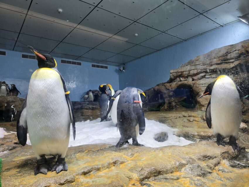 【Xpark水族館】全新活動搶先看!桃園水族館必逛展區/如何購票/美食餐廳/夜宿懶人包 【Xpark水族館】全新活動搶先看!桃園水族館必逛展區/如何購票/美食餐廳/夜宿懶人包