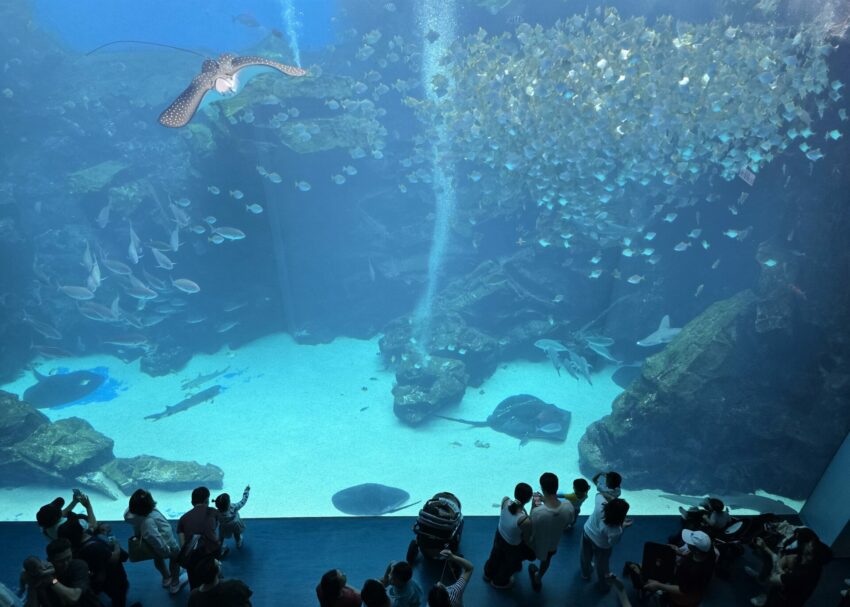 【Xpark水族館】全新活動搶先看!桃園水族館必逛展區/如何購票/美食餐廳/夜宿懶人包 【Xpark水族館】全新活動搶先看!桃園水族館必逛展區/如何購票/美食餐廳/夜宿懶人包