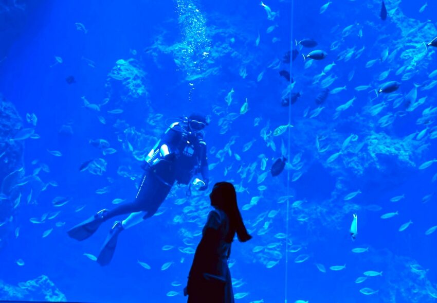 【台中海洋館】搶先開箱!8折門票優惠、各樓層展區介紹、交通資訊搶先看! 【台中海洋館】搶先開箱!8折門票優惠、各樓層展區介紹、交通資訊搶先看!