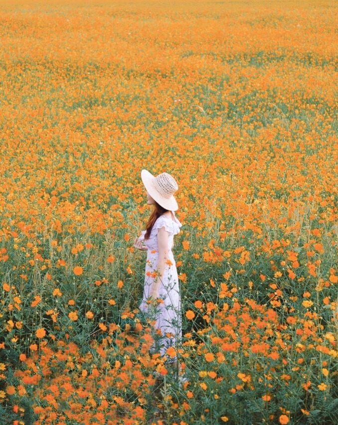 【后里景點】台中后里一日遊，舊山線圳磚橋、后里馬場、中社花海、秘境景點、觀光工廠推薦