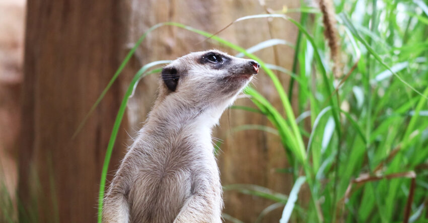 【香港海洋公園】門票優惠、遊樂園必玩設施、交通攻略，超好玩的香港親子景點！