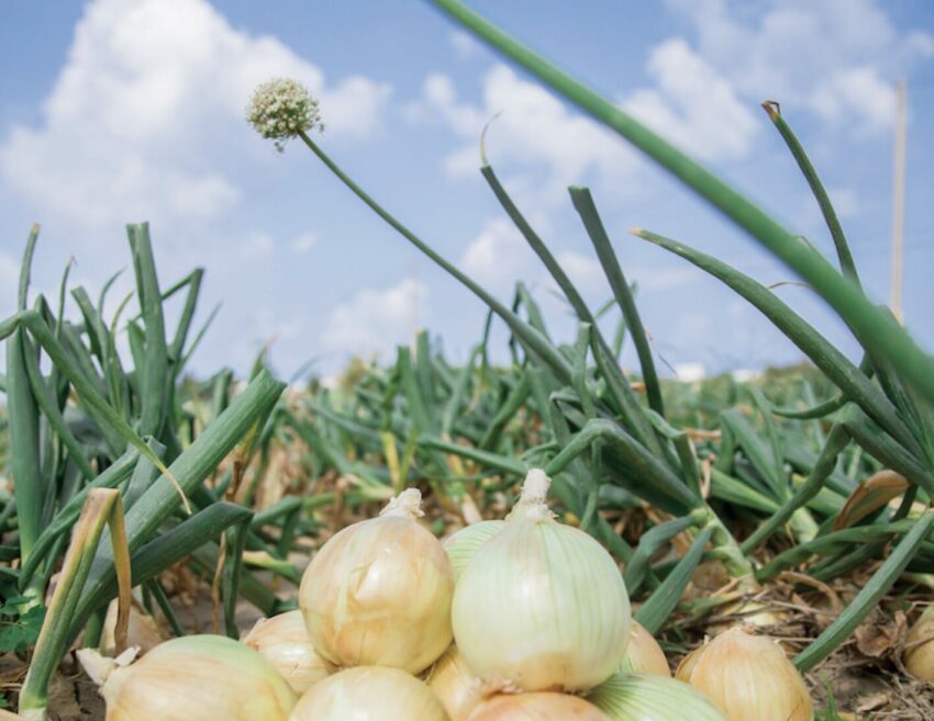 【四重溪溫泉季】屏東四重溪溫泉季攻略!溫泉飯店推薦/賞燈攻略/交通接駁總整理 【四重溪溫泉季】屏東四重溪溫泉季攻略!溫泉飯店推薦/賞燈攻略/交通接駁總整理