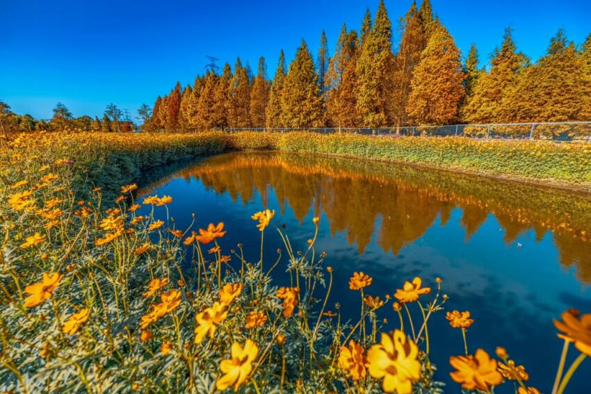 全台落羽松景點|網羅台灣落羽松秘境/落羽松大道、秋冬賞季期懶人包,快來一場唯美浪漫之旅吧! 全台落羽松景點|網羅台灣落羽松秘境/落羽松大道、秋冬賞季期懶人包,快來一場唯美浪漫之旅吧!