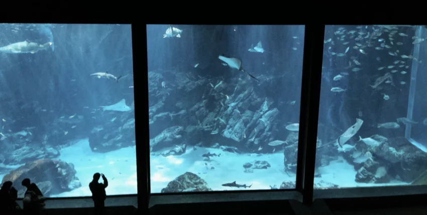 福岡景點【海洋世界海之中道】九州最大水族館！門票交通、必看海豚表演與館內攻略！