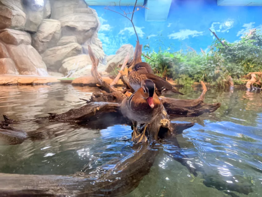 福岡景點【海洋世界海之中道】九州最大水族館！門票交通、必看海豚表演與館內攻略！