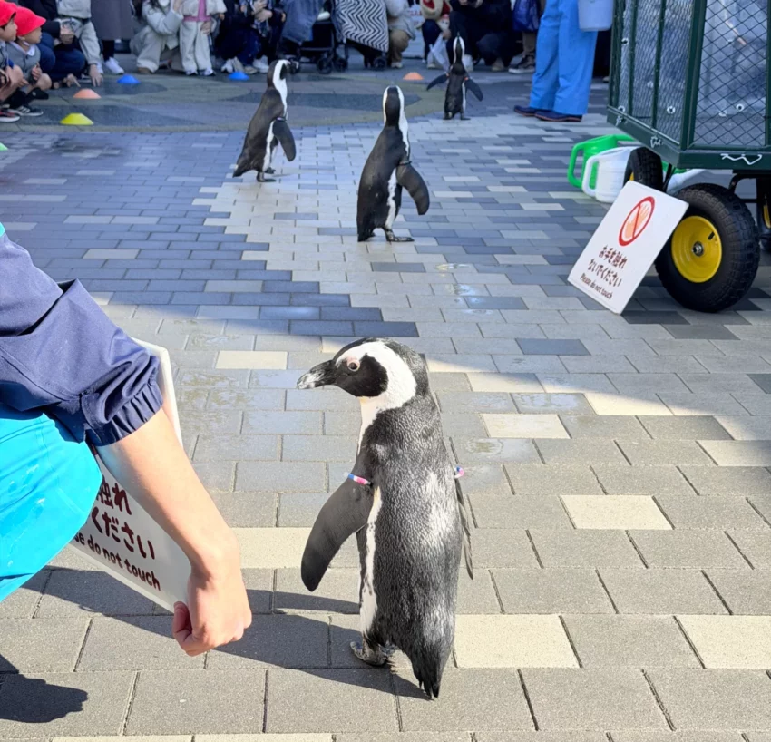 福岡景點【海洋世界海之中道】九州最大水族館！門票交通、必看海豚表演與館內攻略！