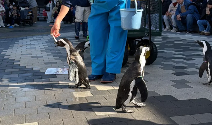 福岡景點【海洋世界海之中道】九州最大水族館！門票交通、必看海豚表演與館內攻略！
