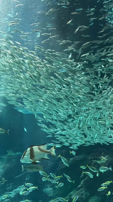 福岡景點【海洋世界海之中道】九州最大水族館！門票交通、必看海豚表演與館內攻略！