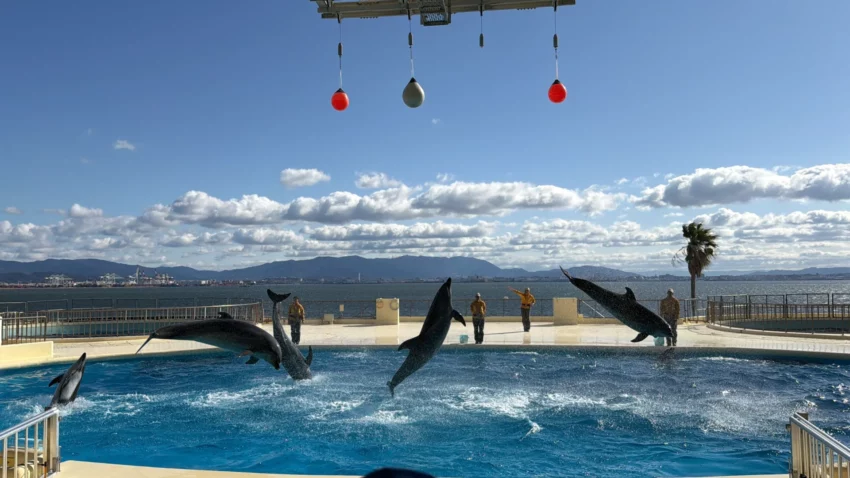 福岡景點【海洋世界海之中道】九州最大水族館！門票交通、必看海豚表演與館內攻略！