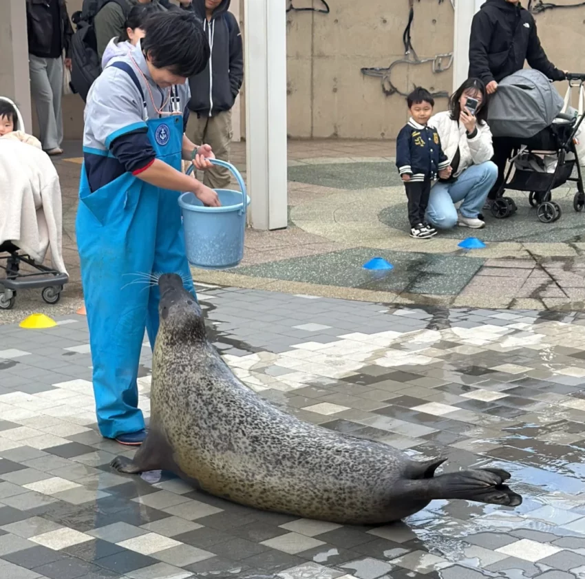福岡景點【海洋世界海之中道】九州最大水族館！門票交通、必看海豚表演與館內攻略！