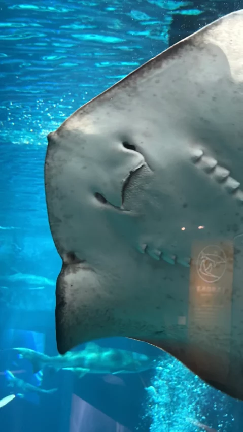 福岡景點【海洋世界海之中道】九州最大水族館！門票交通、必看海豚表演與館內攻略！