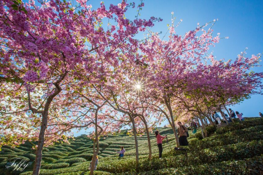南投賞花攻略|愛花人必收!南投一年四季必拍賞花秘境景點推薦 南投賞花攻略|愛花人必收!南投一年四季必拍賞花秘境景點推薦