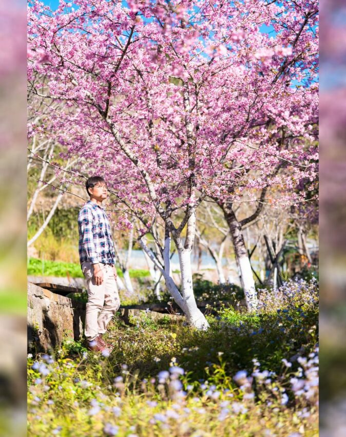 阿里山櫻花季阿里山櫻花季【阿里山賞櫻攻略】門票優惠、櫻花即時花況、交通管制圖懶人包 阿里山櫻花季阿里山櫻花季【阿里山賞櫻攻略】門票優惠、櫻花即時花況、交通管制圖懶人包