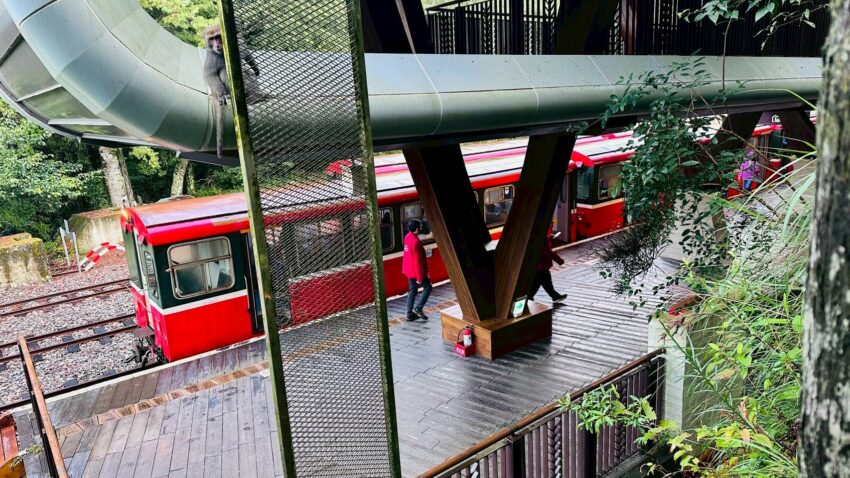 搭阿里山小火車一日遊怎麼玩？阿里山火車訂票教學、車票價格、10大必訪景點路線一次看！