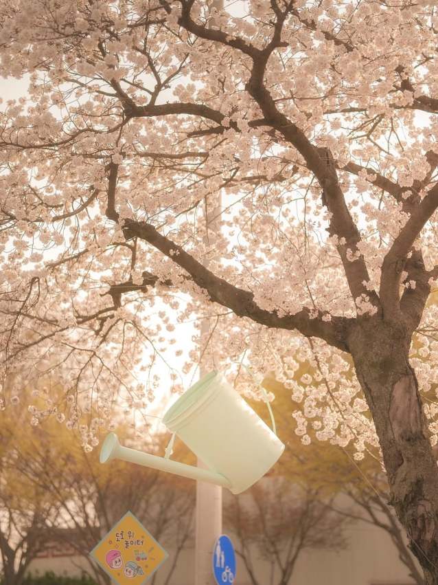 【韓國櫻花季】10個首爾、汝矣島、鎮海、慶州賞櫻花期時間、地點總整理