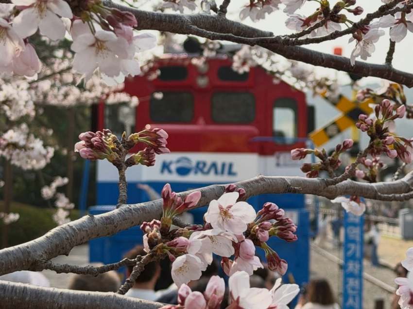 【韓國櫻花季】10個首爾、汝矣島、鎮海、慶州賞櫻花期時間、地點總整理