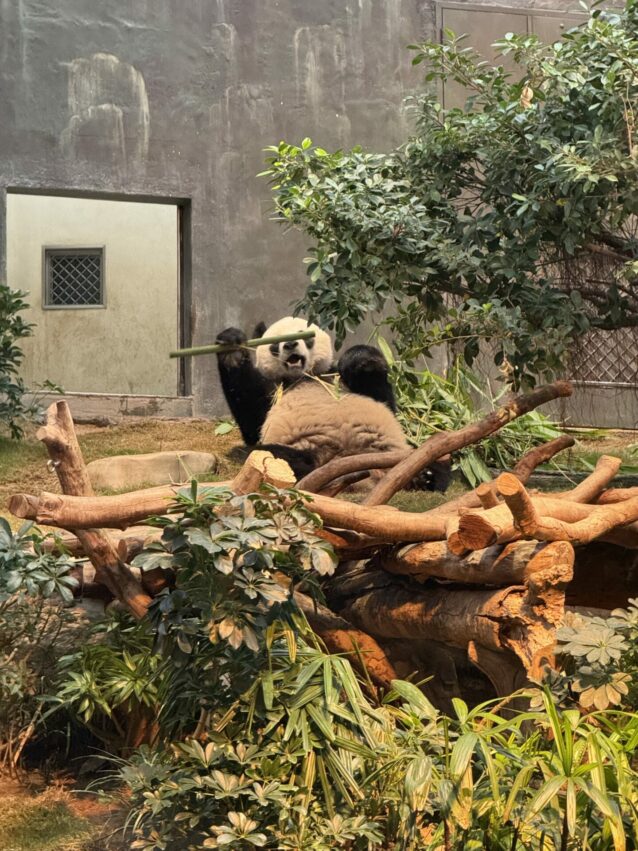 【香港海洋公園攻略】遊樂園必玩設施、交通方式、門票優惠，超好玩的香港親子好去處！