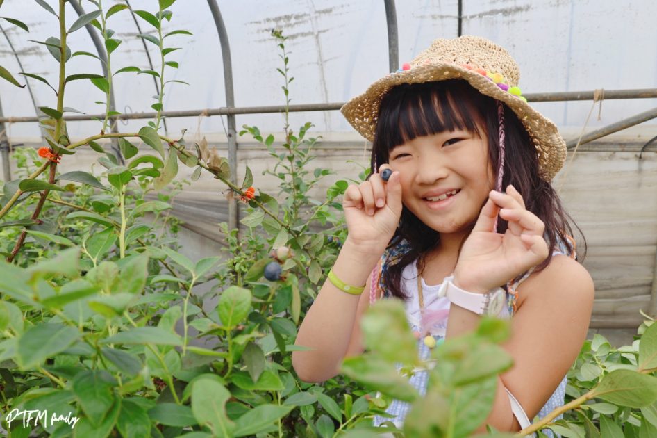 桃園最新親子農場｜北部最大藍莓種植農場，免門票期間限定採藍莓 10 2026