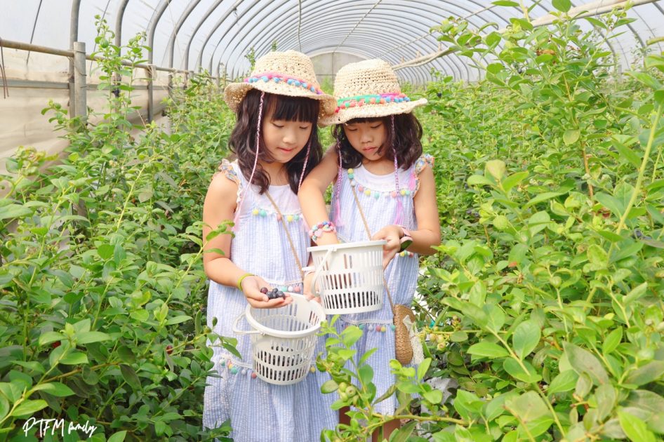 桃園最新親子農場｜北部最大藍莓種植農場，免門票期間限定採藍莓 6 2026