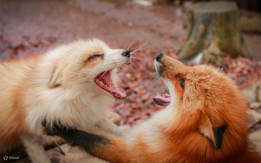 探索銀山溫泉：大正浪漫的銀白童話世界，交通、住宿、必吃美食一次看