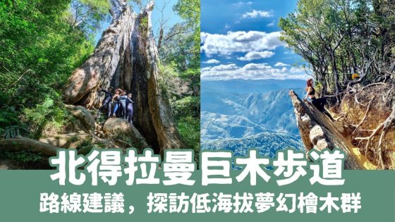 【北得拉曼巨木步道】路線建議、沿途美景、探訪低海拔夢幻檜木群