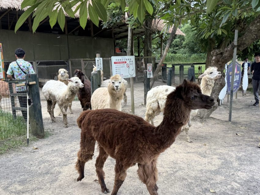 綠世界 【綠世界一日遊】羊駝散步、鵜鶘餵食，動物互動時間、門票優惠、交通攻略｜北埔綠世界生態農場 8 2026