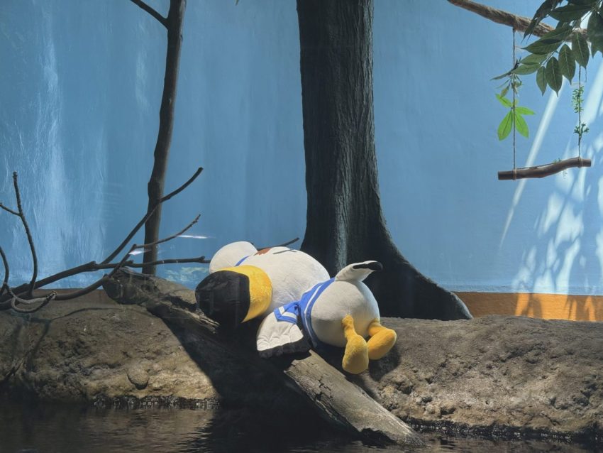 Xpark海洋生物互動展 《動物森友會》Xpark海洋生物互動展現場開箱！活動套票/限定任務/聯名周邊/隱藏珊瑚皮克敏遊玩攻略 8 2026
